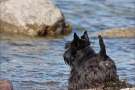 Scottish-Terrier_Ostsee-2011_3127