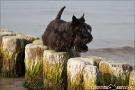 Scottish-Terrier_Ostsee-2011_3980