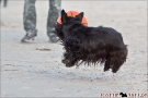 Scottish-Terrier_Ostsee-2011_4074