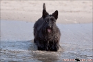 Scottish-Terrier_Ostsee-2011_4293