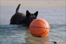 Scottish-Terrier_Ostsee-2011_4320