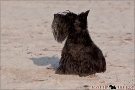 Scottish Terrier Ostsee Mai 2011