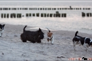 Scottish-Terrier_Ostsee-2011_4821-1