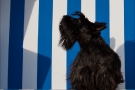 Scottish-Terrier_Ostsee-2011_5021