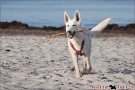Scottish-Terrier_Ostsee-2011_5042
