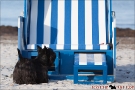 Scottish-Terrier_Ostsee-2011_5065-1