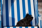 Scottish-Terrier_Ostsee-2011_5123
