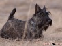 Scottish Terrier 201003