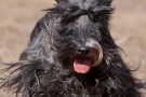 scottie-001-5812
