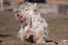 Scottish Terrier 201003