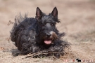 scottie-003-5944