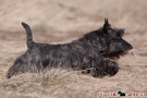 Scottish Terrier 201003