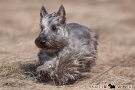 scottie-006-6011