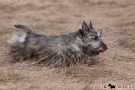 scottie-009-6068