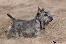 scottie-011-6101