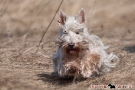 Scottish Terrier 201003