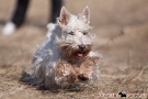 Scottish Terrier 201003