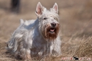 Scottish Terrier 201003