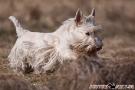 scottie-017-6175