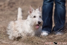 Scottish Terrier 201003