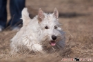 scottie-019-6183