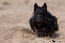 scottie-024-6288