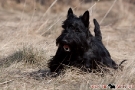 scottie-025-6292