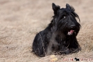 scottie-026-6330