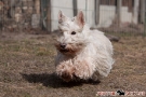 scottie-028-6403