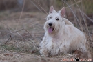 scottie-029-6425