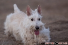 scottie-030-6436