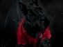 Scottish Terrier STAR TREK 2012