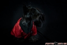 Scottish Terrier STAR TREK 2012