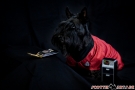 Scottish Terrier STAR TREK 2012