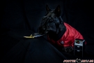 Scottish Terrier STAR TREK 2012