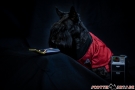 Scottish Terrier STAR TREK 2012