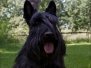 Scottish Terrier Sommer 2012