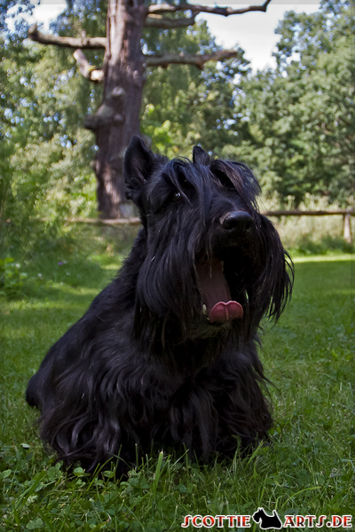 scottish-terrier_sommer-2012_1_4875