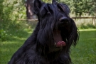 scottish-terrier_sommer-2012_1_4875