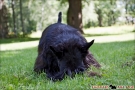 scottish-terrier_sommer-2012_4748-1