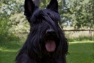 scottish-terrier_sommer-2012_4826-1