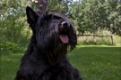 Scottish Terrier Sommer 2012