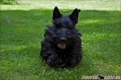 scottish-terrier_sommer-2012_4951-1