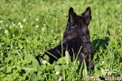 Scottish Terrier Sommer 2012