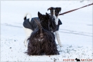 Scottish Terrier Winter 2012/2013