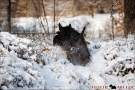 Scottish Terrier Winter 2012/2013