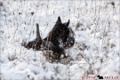 Scottish Terrier Winter 2012/2013