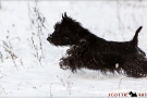 Scottish Terrier Winter 2012/2013