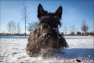 Scottish Terrier Winter 2012/2013