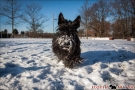 Scottish Terrier Winter 2012/2013